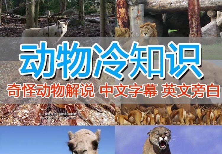 外面卖1699的国外纪录片解说（动物解说、美食、动画片）稳过中视频71快客-网赚-兼职-视频代发71快客网